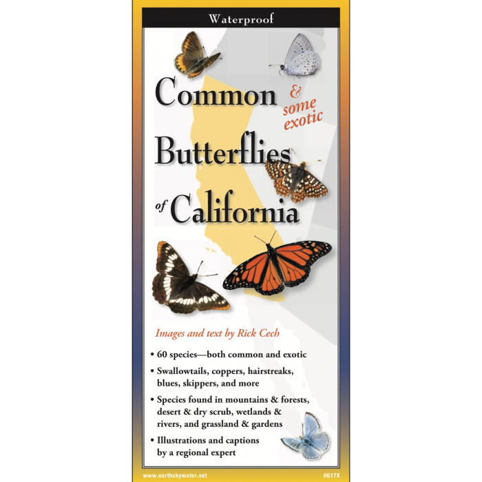 Common Butterflies of California