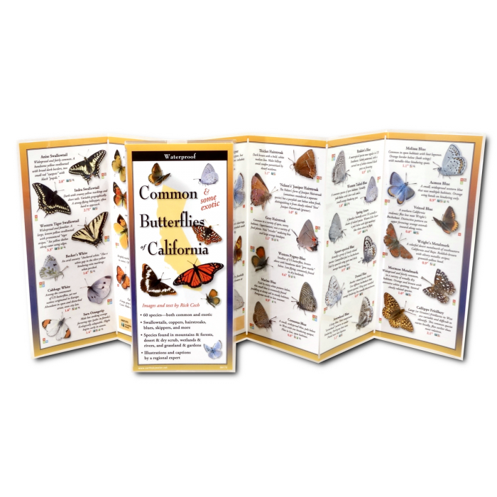 Common Butterflies of California